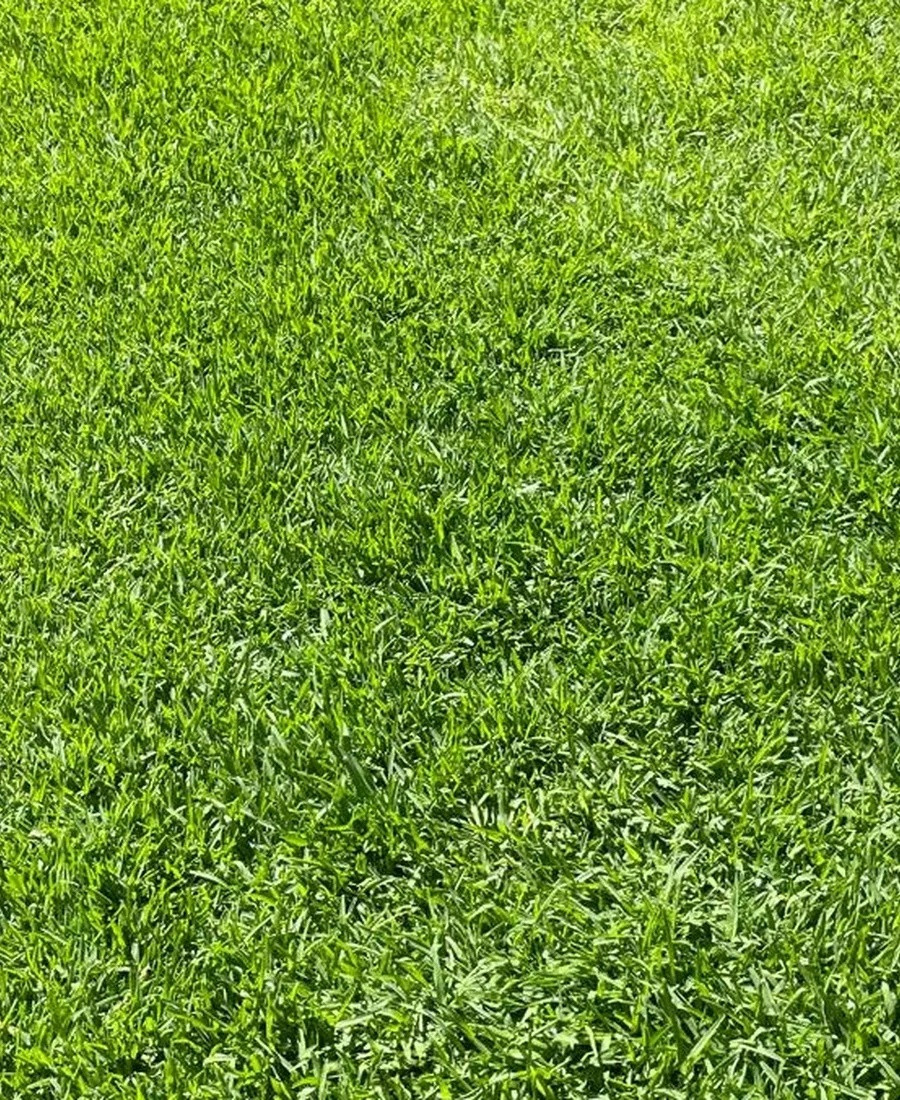 Turf & Grass Installation